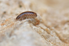 Chaetophiloscia sicula