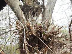 Catasetum fimbriatum