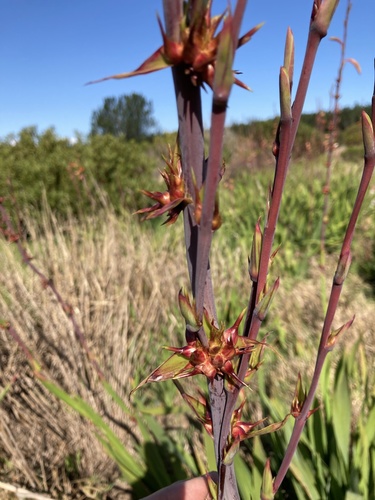 Watsonia meriana