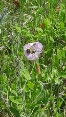 Xylocopa virginica texana