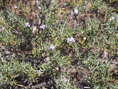 Eremophila caerulea