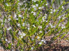 Marianthus aquilonaris
