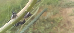 Camponotus