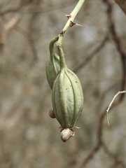 Catasetum fimbriatum