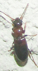 Anthicinae