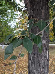 Populus simonii