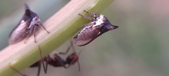Membracidae