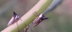 Membracidae