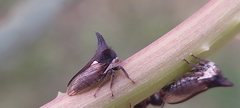Membracidae