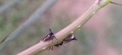 Membracidae