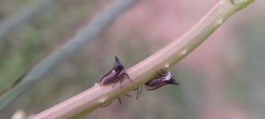 Membracidae