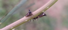 Membracidae