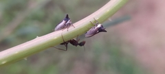Membracidae