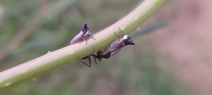 Membracidae