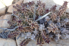 Quaqua mammillaris