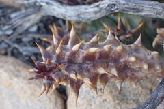 Quaqua mammillaris