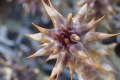 Quaqua mammillaris