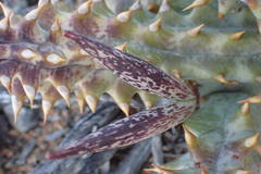 Quaqua mammillaris