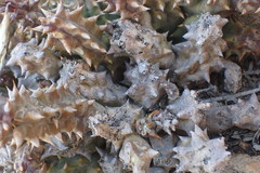 Quaqua mammillaris