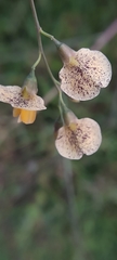Faboideae