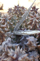 Quaqua mammillaris