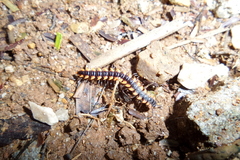 Orthomorpha