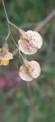 Faboideae