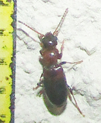 Anthicinae