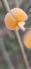 Faboideae