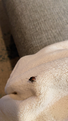 Cosmopepla lintneriana