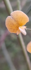 Faboideae