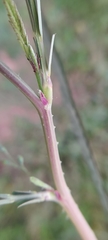 Faboideae