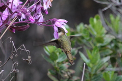 Oxypogon