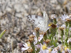 Pontia occidentalis