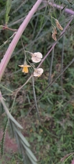 Faboideae