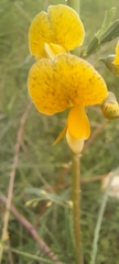 Faboideae