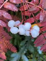 Sorbus frutescens