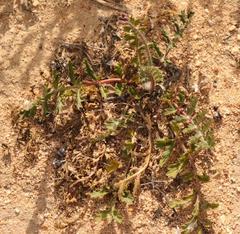 Pelargonium radulifolium