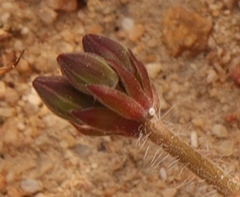 Pelargonium radulifolium