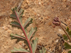 Pelargonium radulifolium