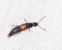 Philonthus rufulus