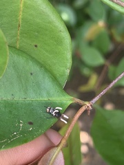 Ophiocordyceps dipterigena