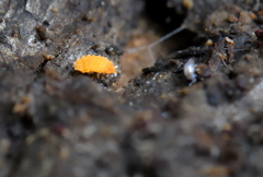 Bilobella aurantiaca