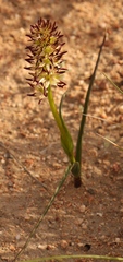 Wurmbea spicata