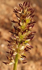Wurmbea spicata