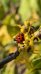 Harmonia axyridis