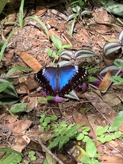 Morpho helenor violaceus