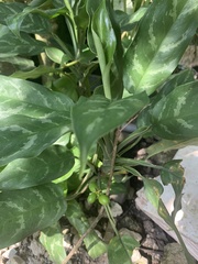 Aglaonema