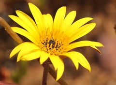 Arctotis lanceolata
