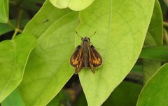 Polites vibex